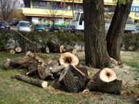 Komoly veszélyt rejtő fát vágtak ki a Jubileum téren